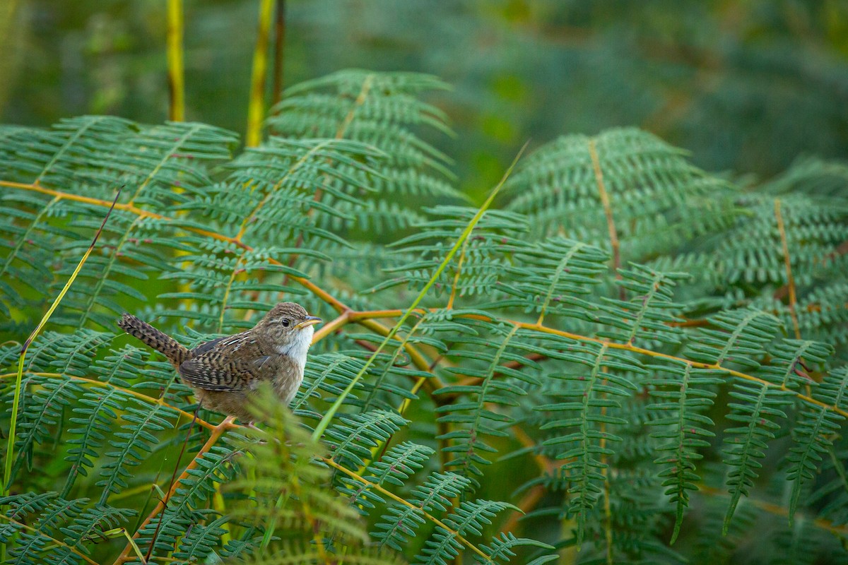 Grass Wren - ML642741024