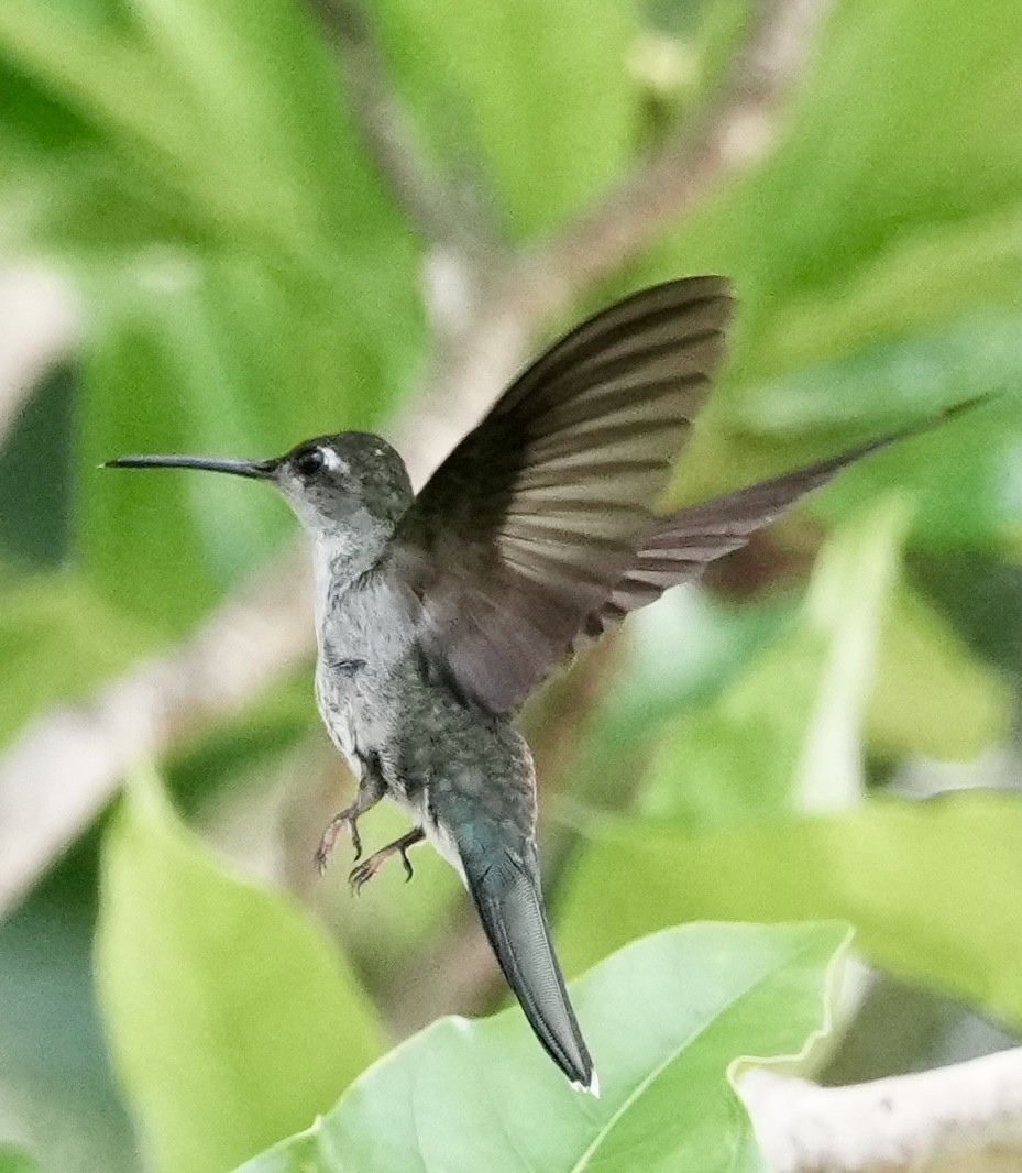 Gray-breasted Sabrewing - ML642741038