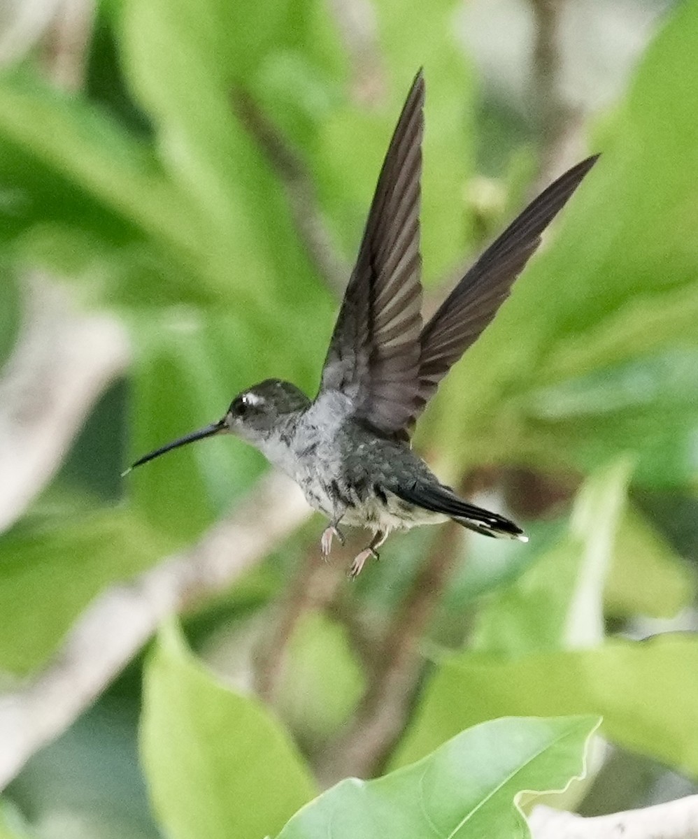 Gray-breasted Sabrewing - ML642741039