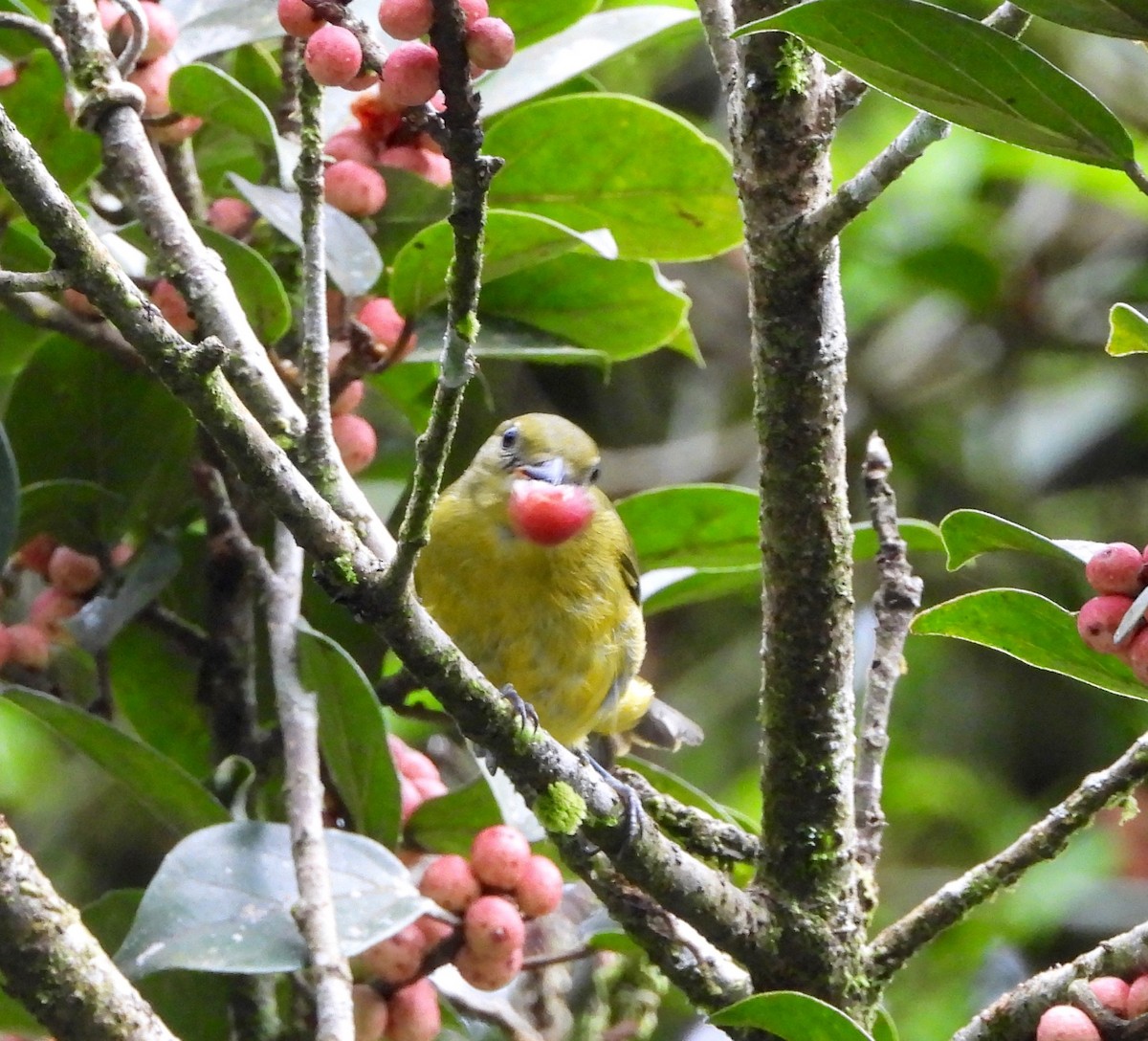 Thick-billed Euphonia - ML642741042