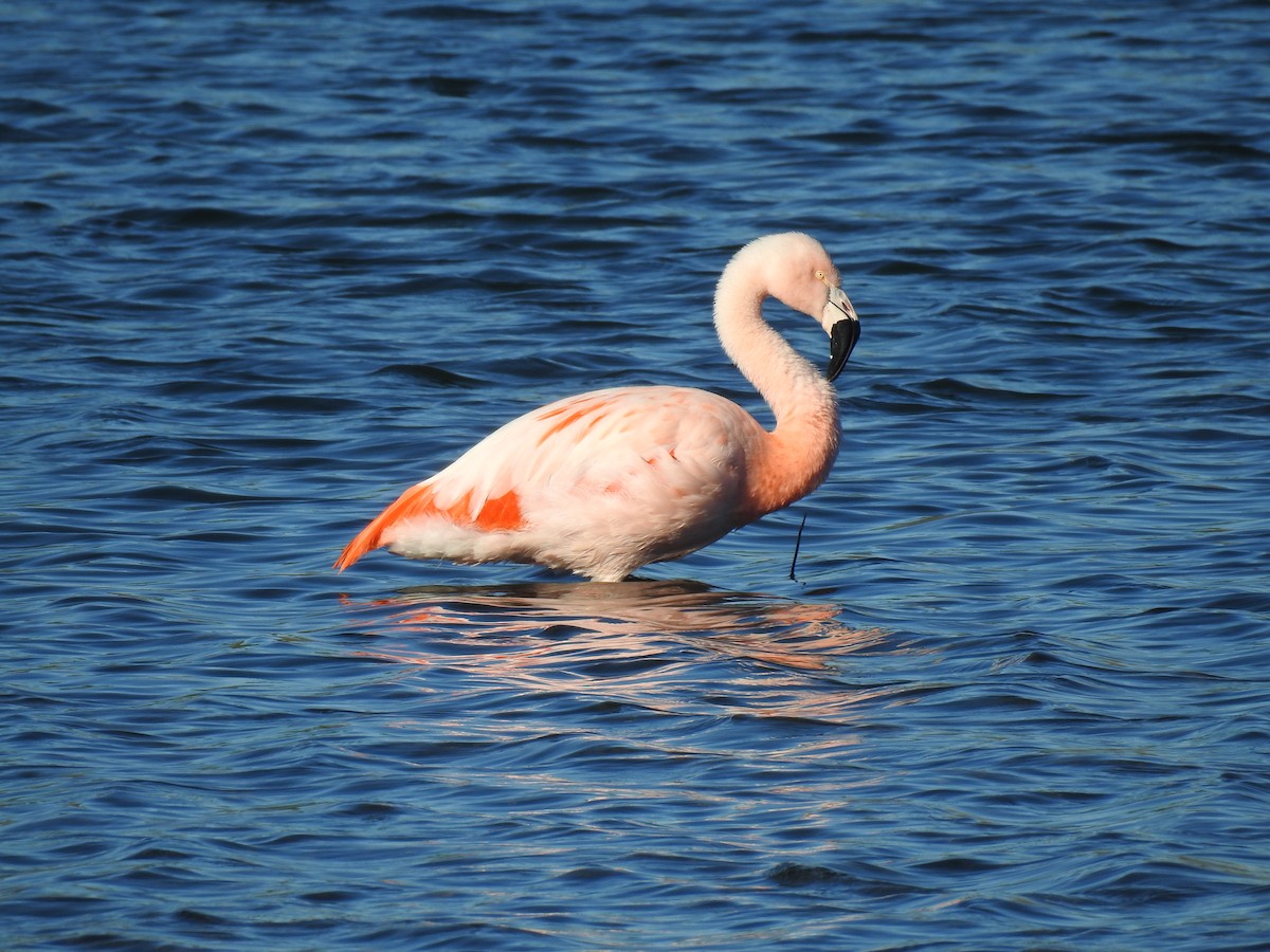 Chilean Flamingo - ML642741058