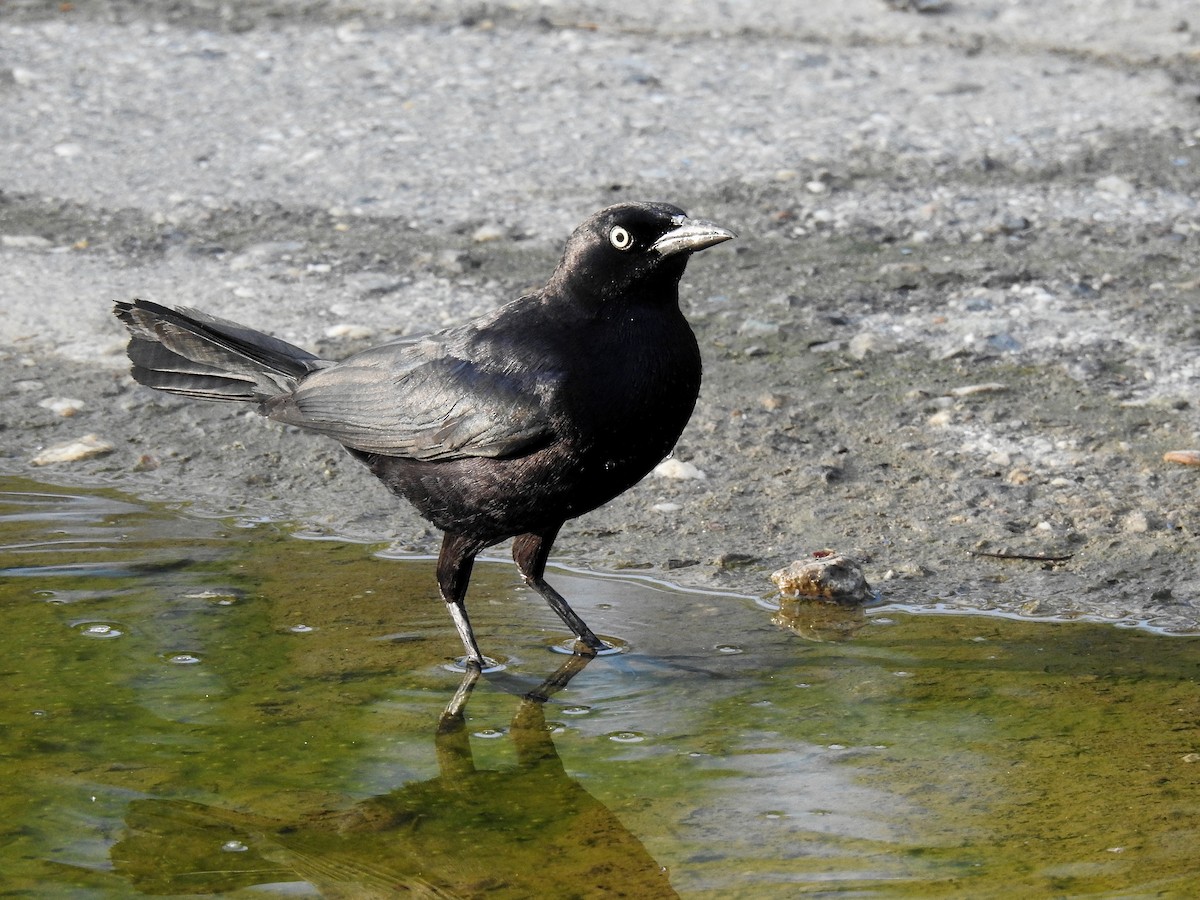 Carib Grackle - ML642741071