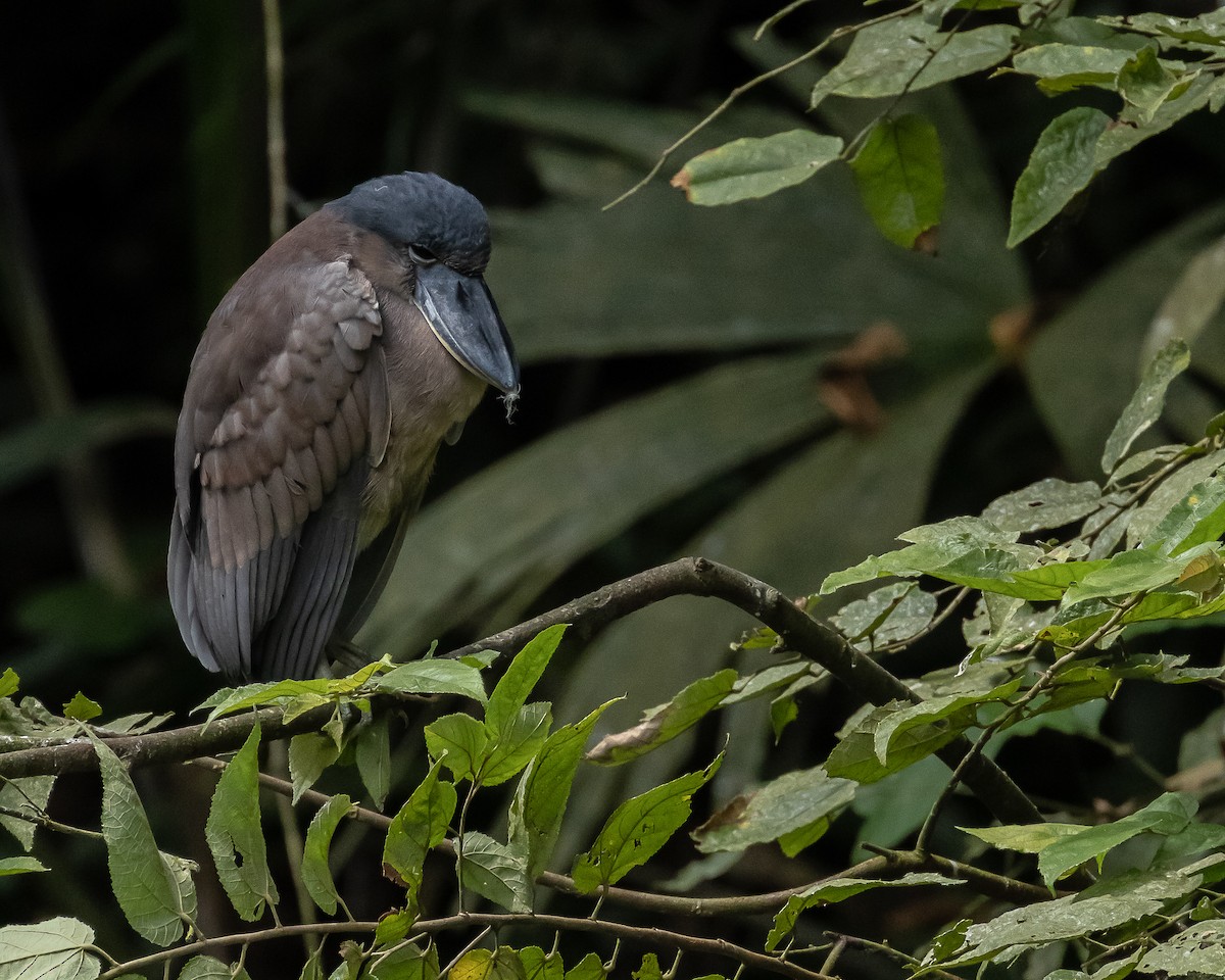 Boat-billed Heron - ML642741075