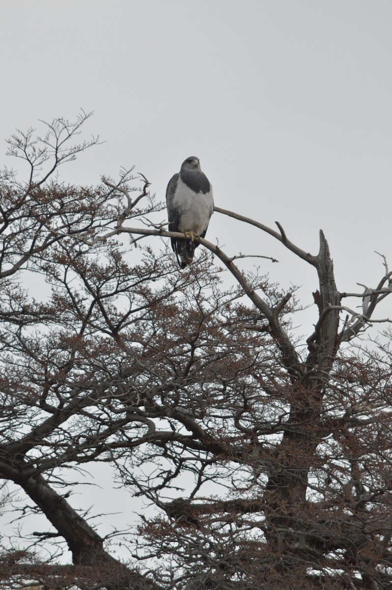 Black-chested Buzzard-Eagle - ML642741083