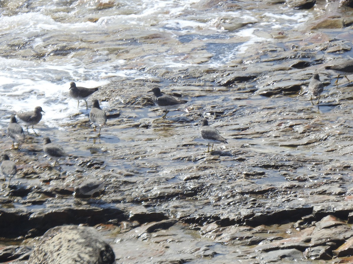 Surfbird - ML642741095