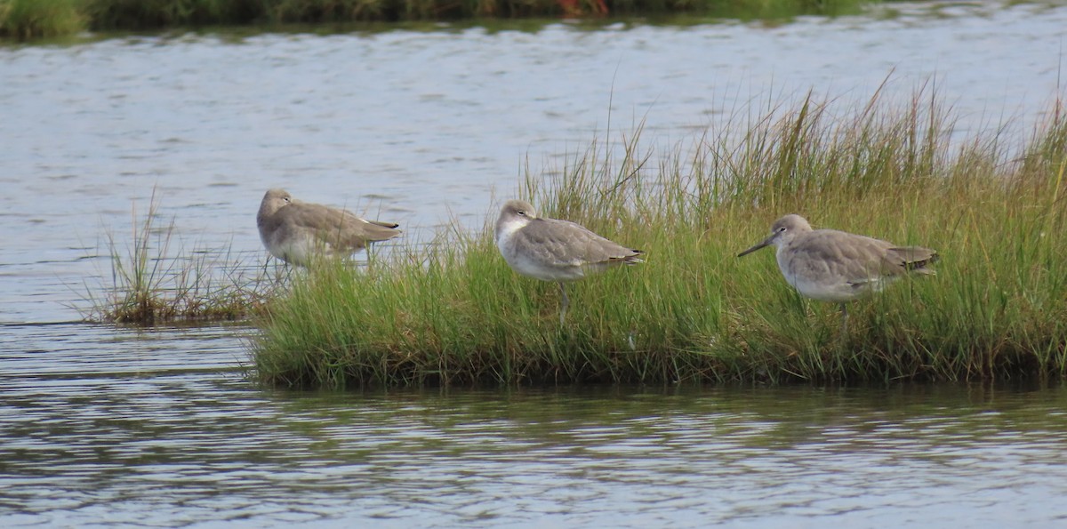 vodouš břehoušovitý - ML642741096