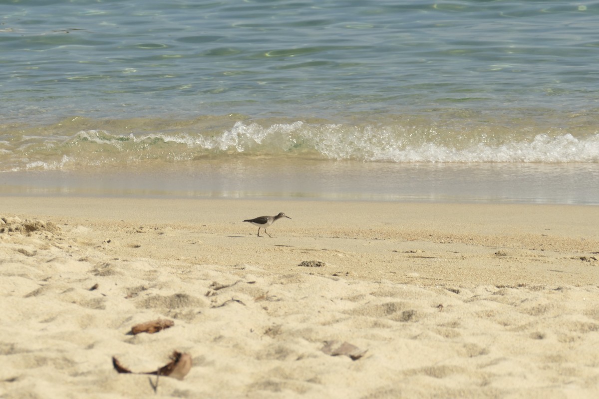 Spotted Sandpiper - ML642741101