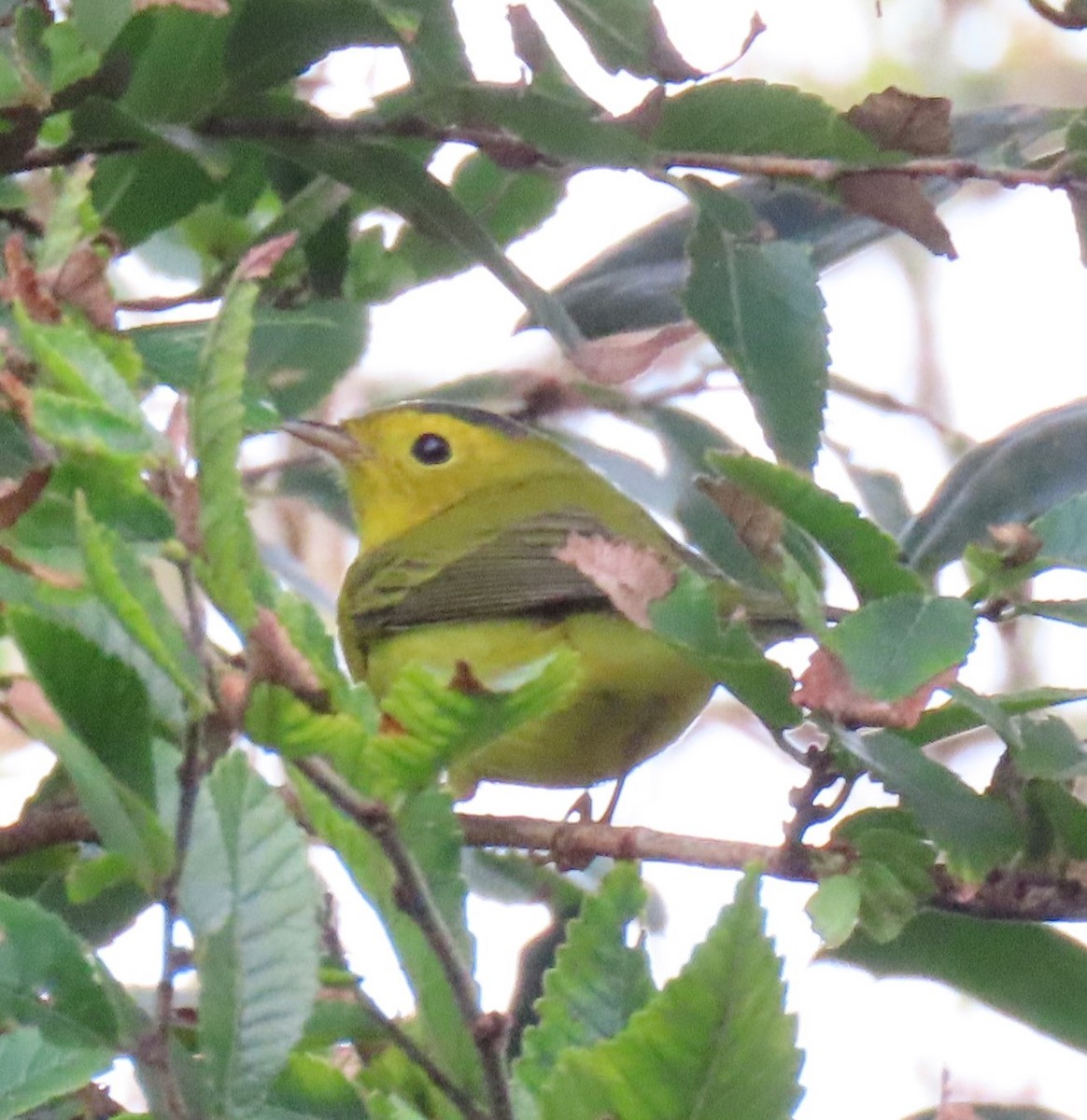 lesňáček čepičatý - ML642741111