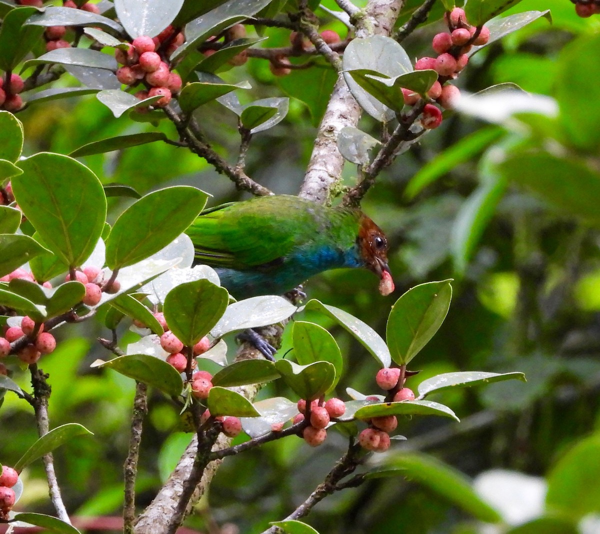 Bay-headed Tanager - ML642741112