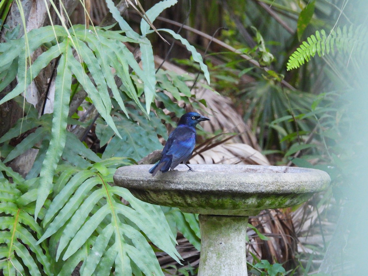 Common Grackle - ML642741114