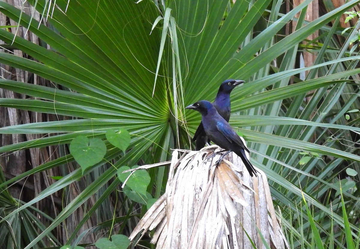 Common Grackle - ML642741120