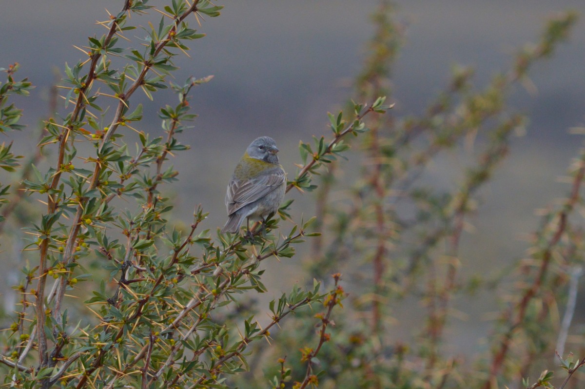 Gray-hooded Sierra Finch - ML642741121
