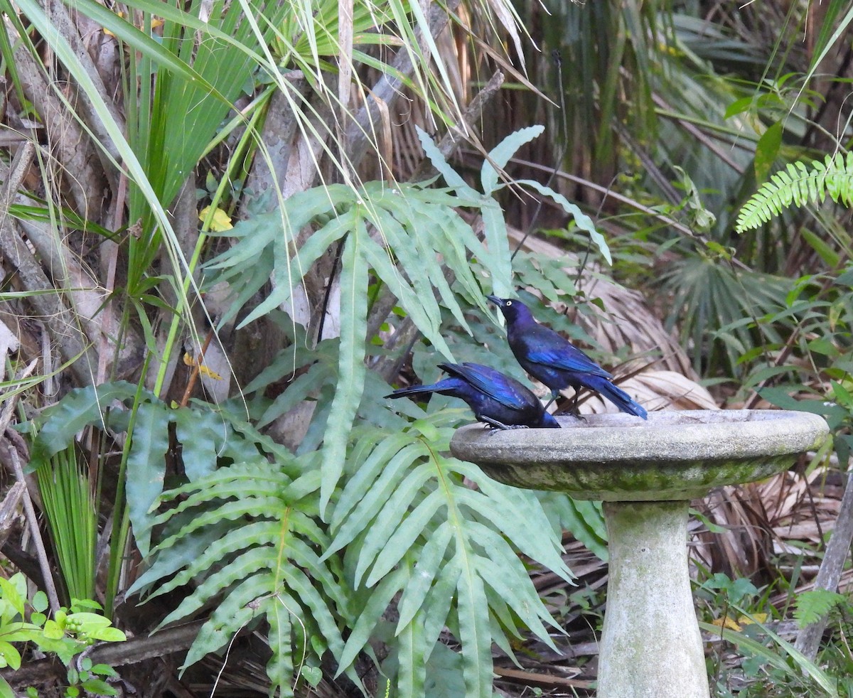 Common Grackle - ML642741122