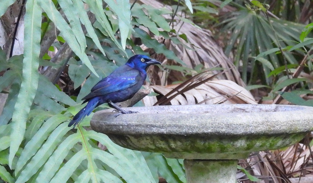 Common Grackle - ML642741130