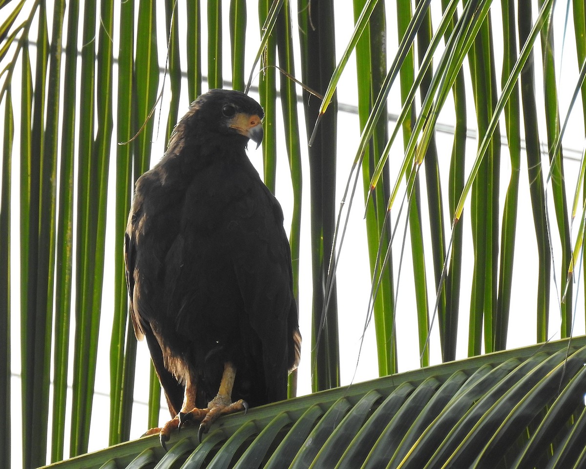 Common Black Hawk - ML642741131