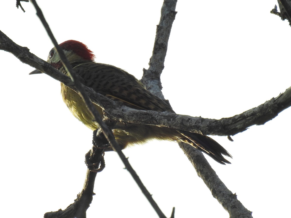 Spot-breasted Woodpecker - ML642741197