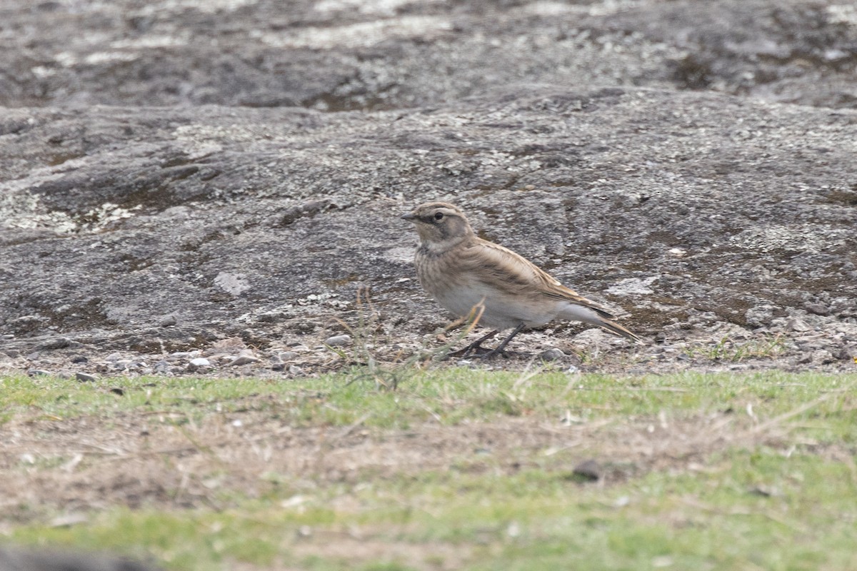 Horned Lark - ML642741211