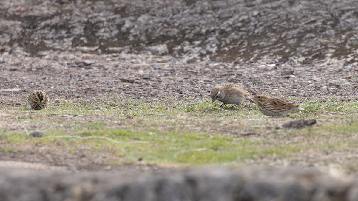 Horned Lark - ML642741212