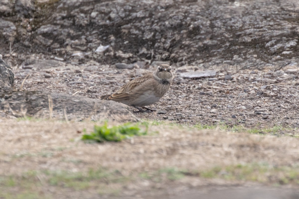 Horned Lark - ML642741213