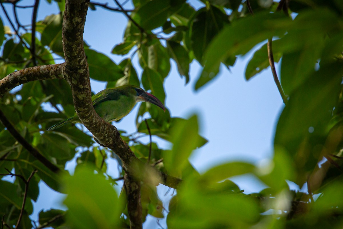 Groove-billed Toucanet - ML642741214