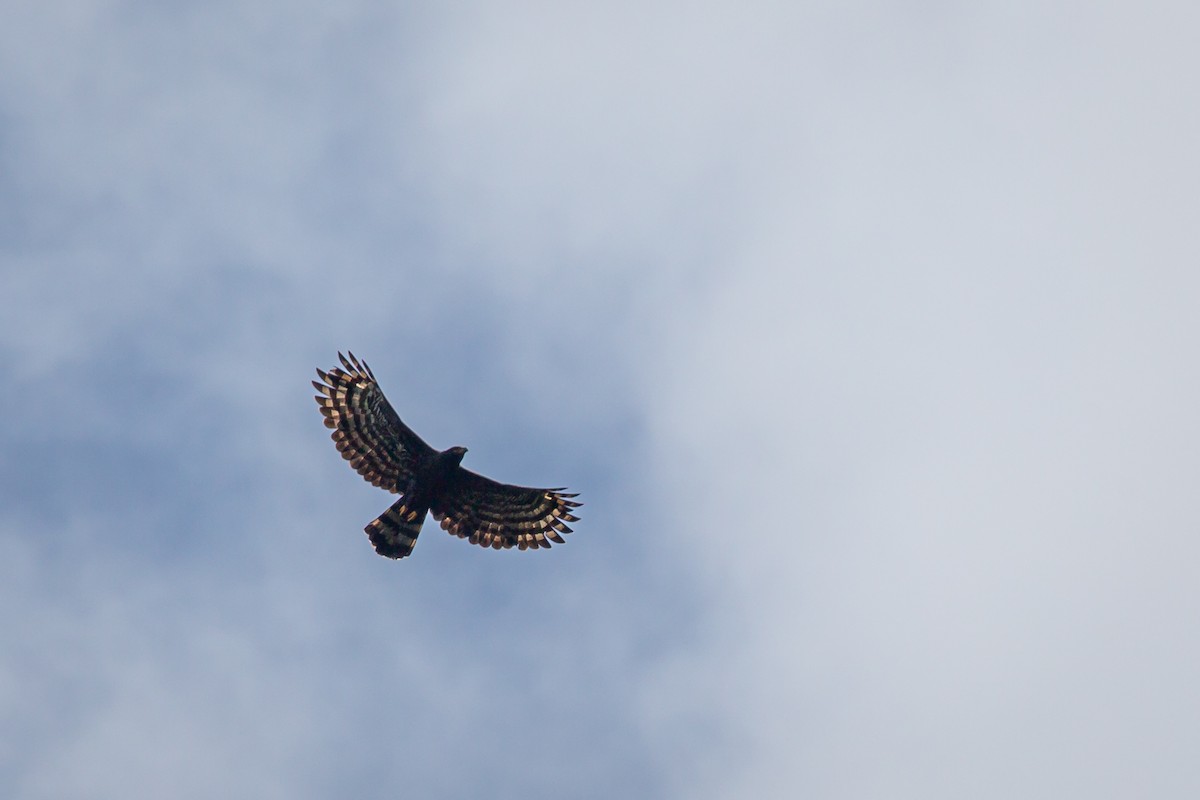 Black Hawk-Eagle - ML642741237