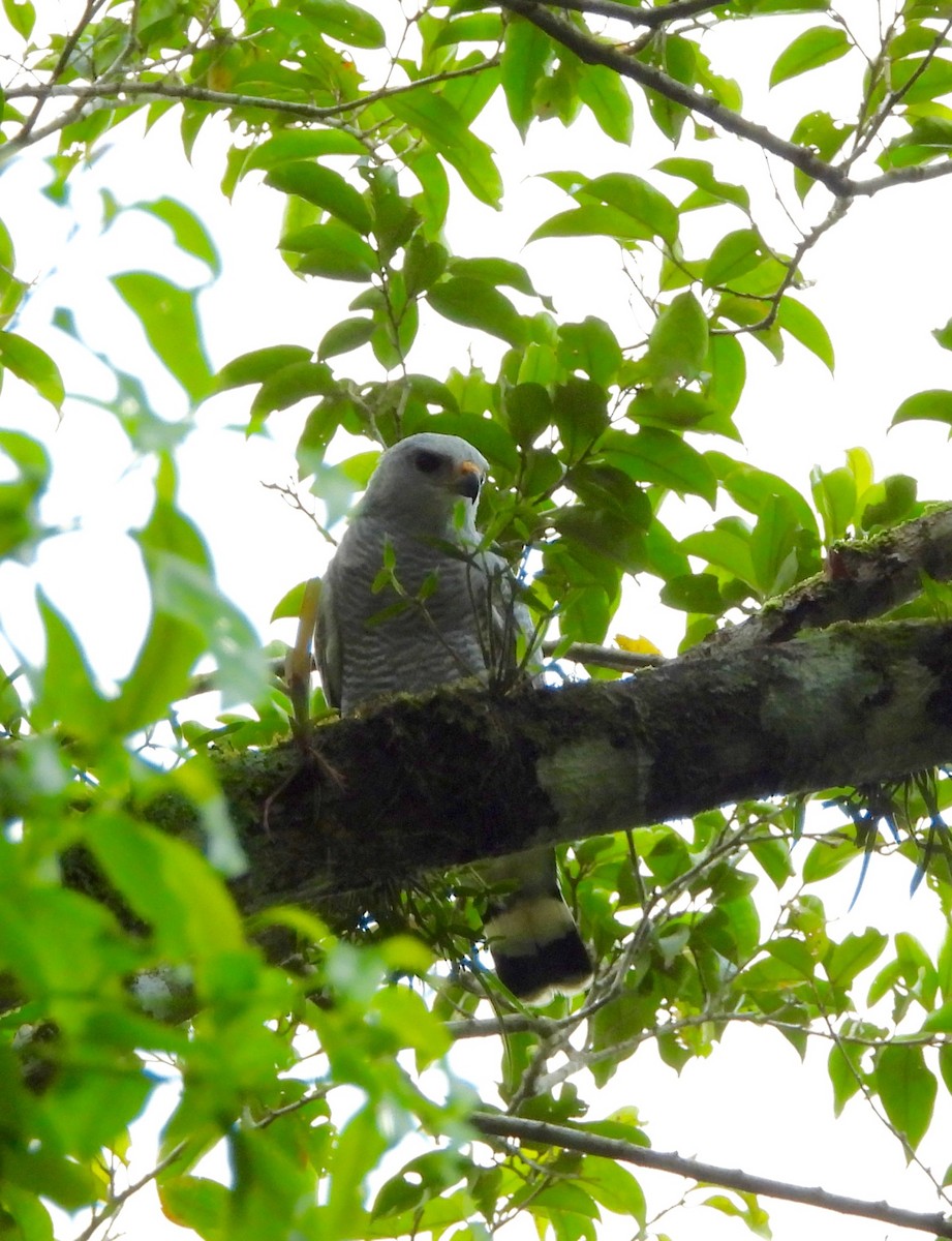 Gray-lined Hawk - ML642741268