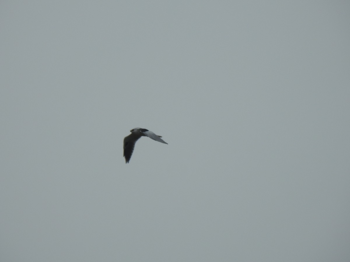 White-tailed Kite - ML642741300