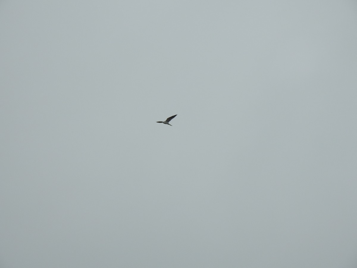 White-tailed Kite - ML642741303
