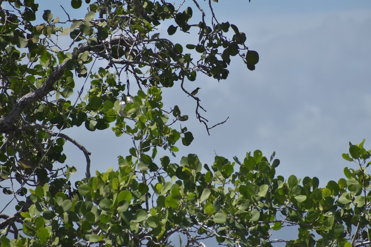 Palawan Sunbird - ML642741324