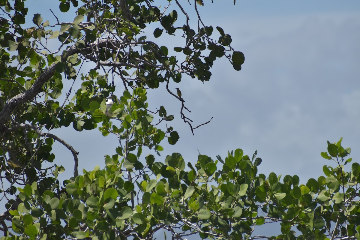 Palawan Sunbird - ML642741325