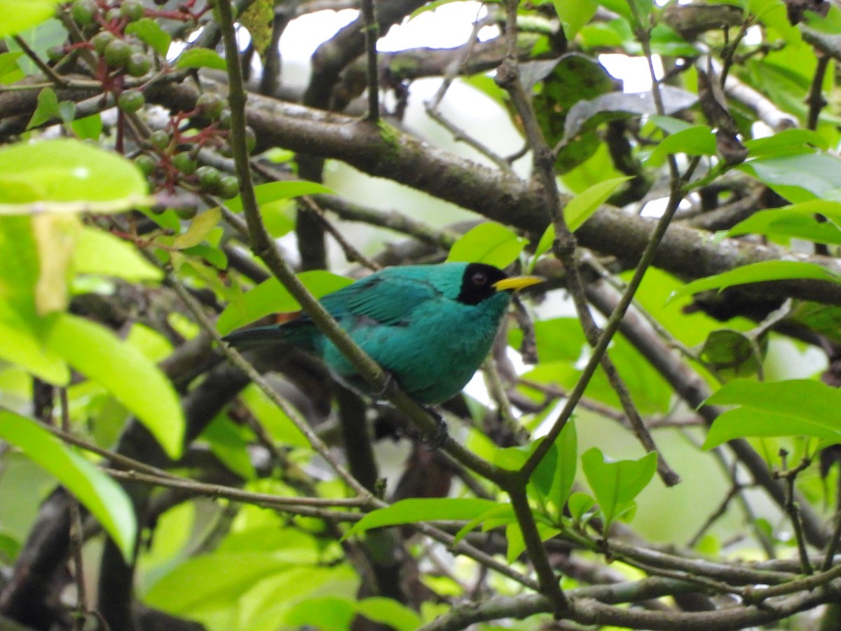 Green Honeycreeper - ML642741339