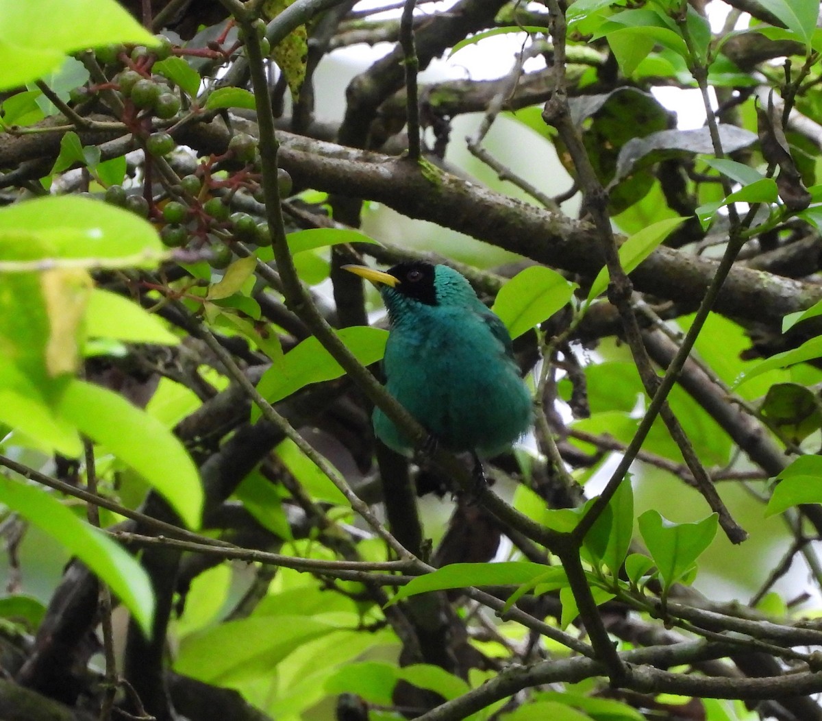 Green Honeycreeper - ML642741340