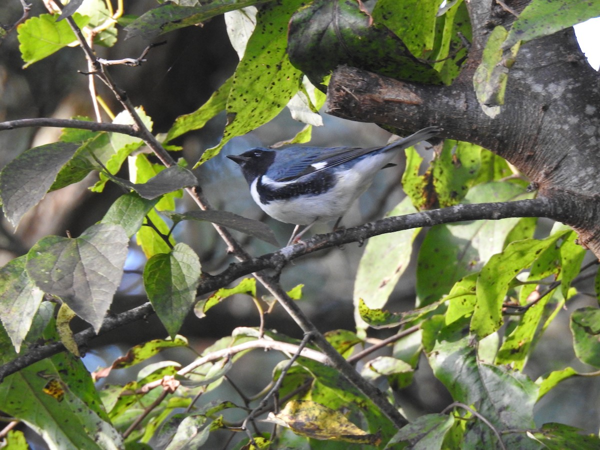 Black-throated Blue Warbler - ML642741353