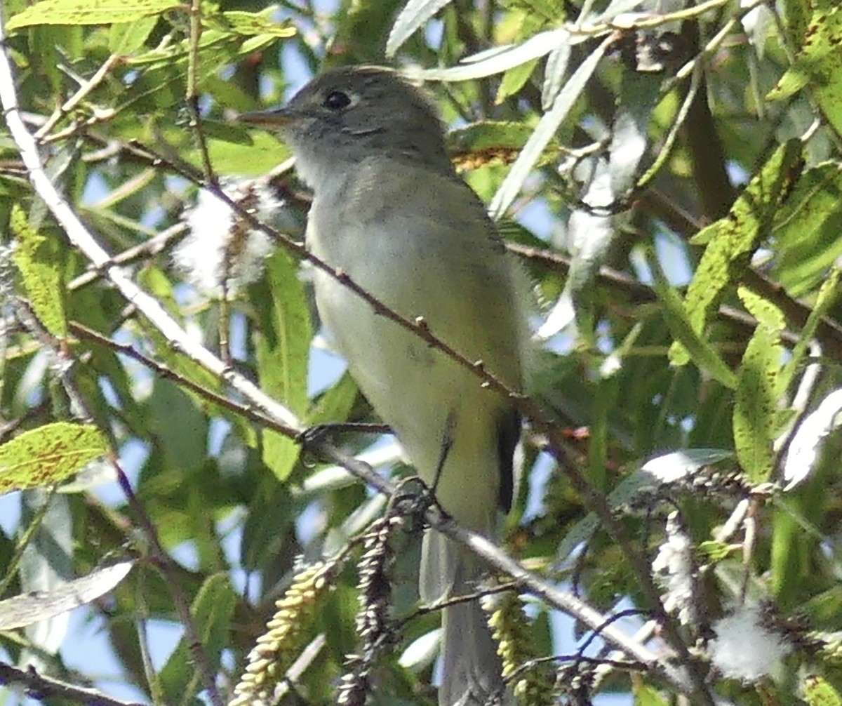 Dusky Flycatcher - ML642741357