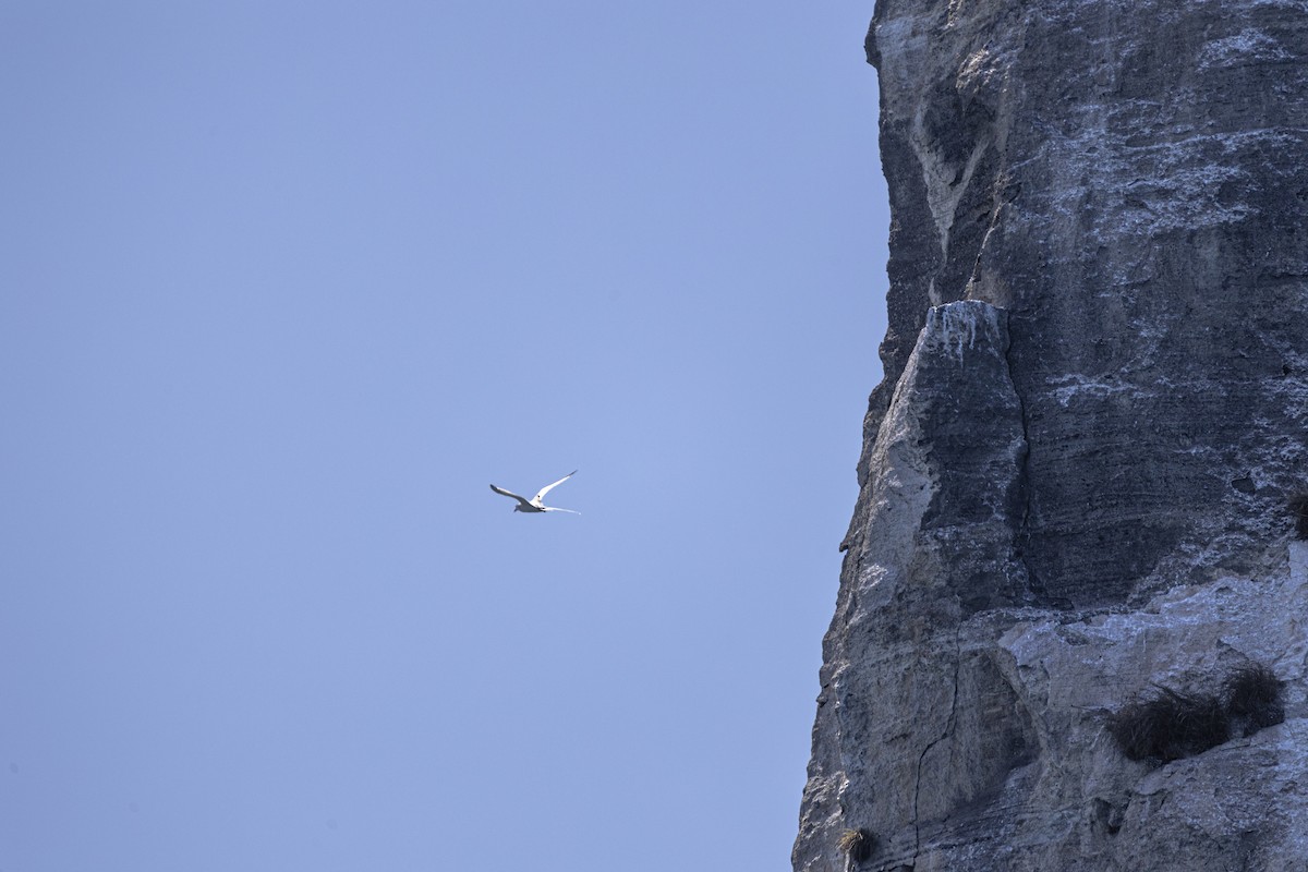 rødnebbtropikkfugl - ML642741368