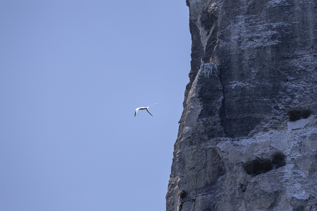 rødnebbtropikkfugl - ML642741370