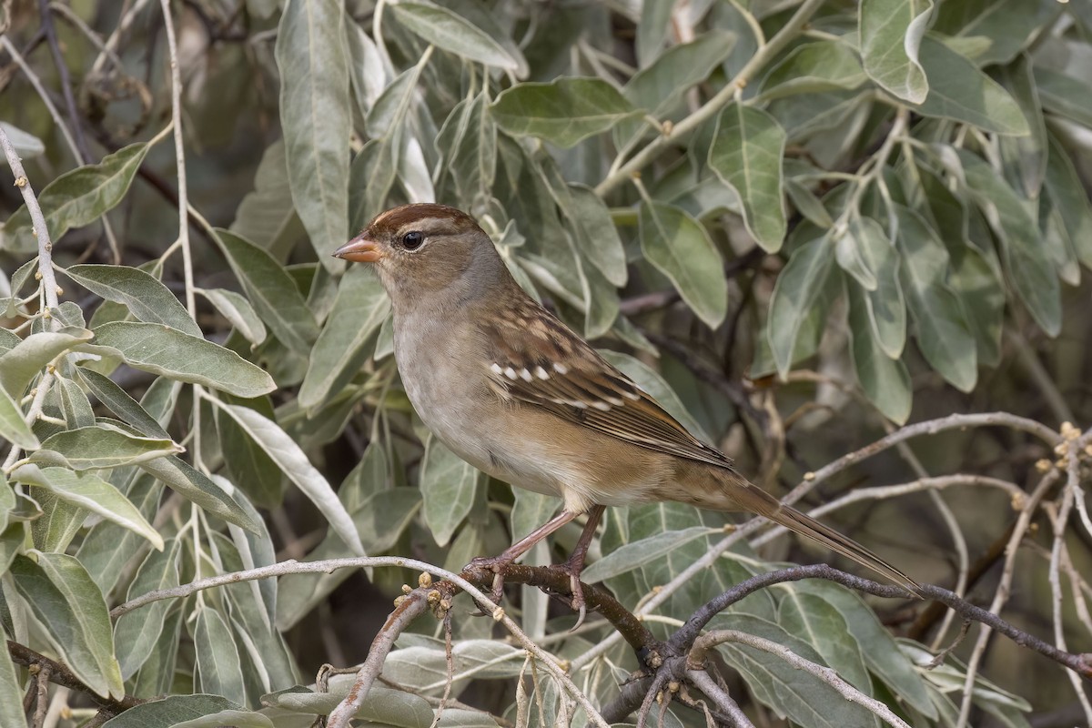 גיבתונית לבנת-כיפה - ML642741374