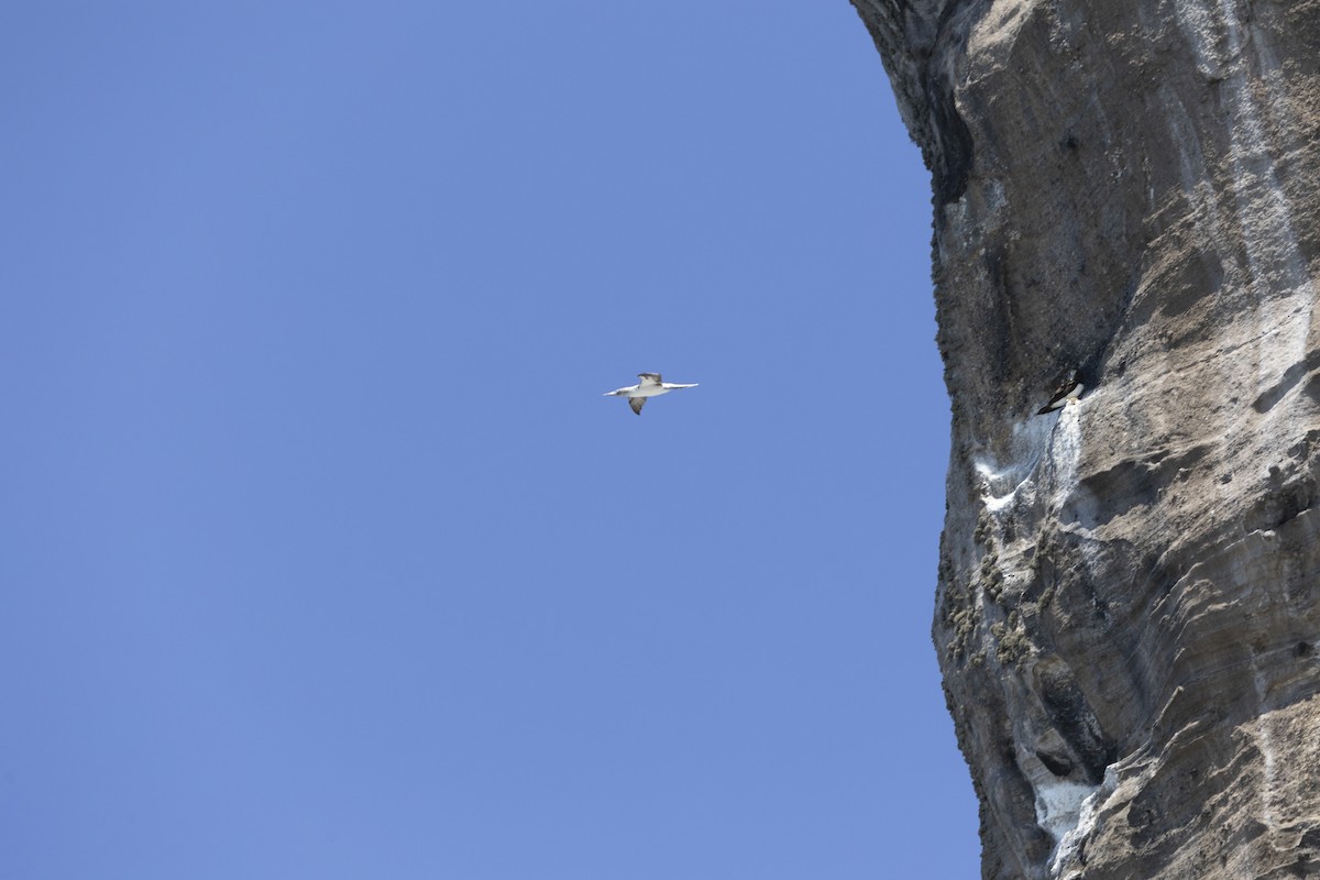 Blue-footed Booby - ML642741380