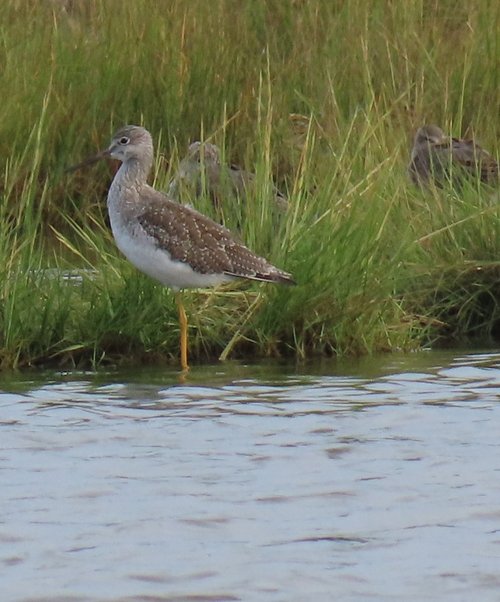 vodouš velký - ML642741391