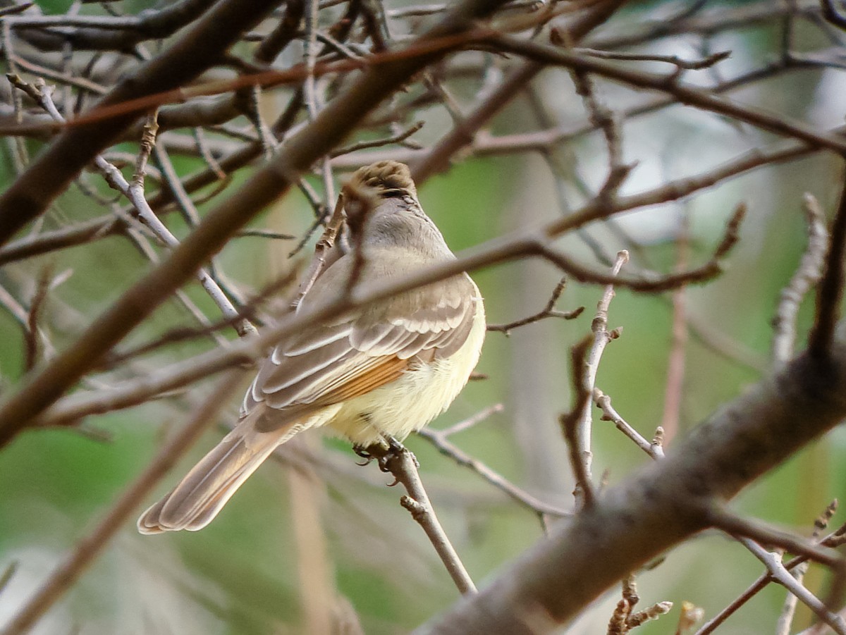 Ash-throated Flycatcher - ML642741408