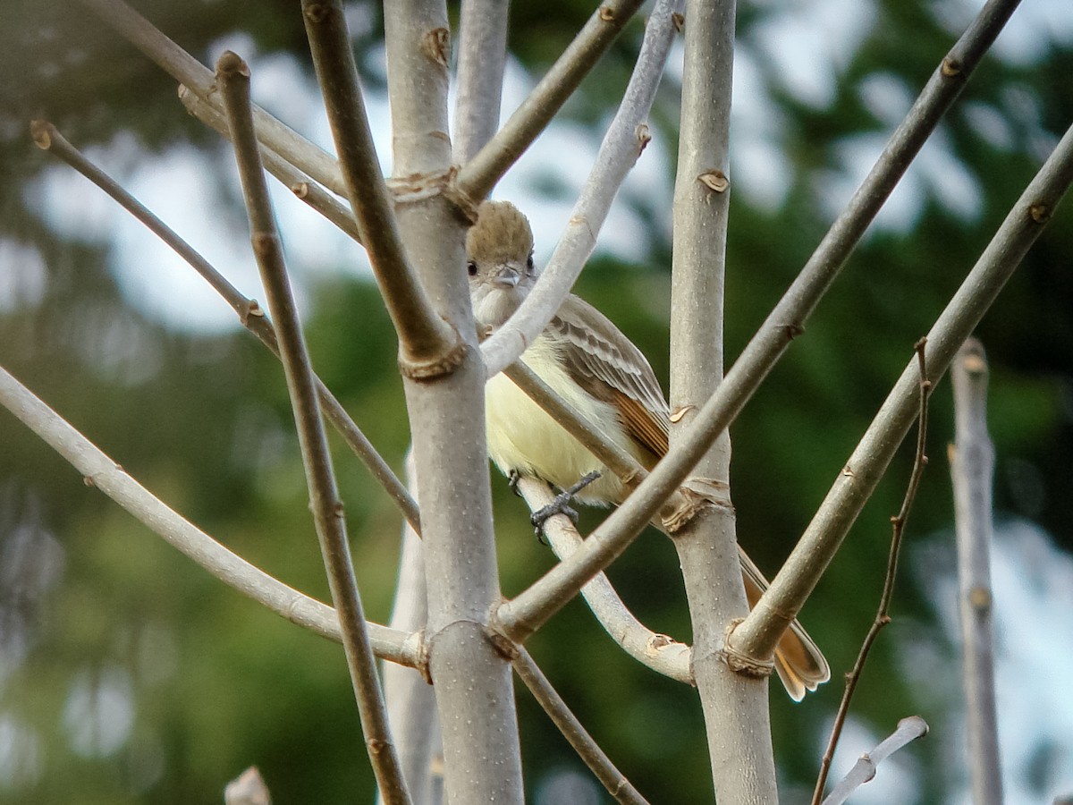 Ash-throated Flycatcher - ML642741409