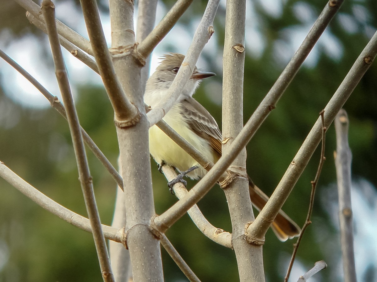Ash-throated Flycatcher - ML642741410