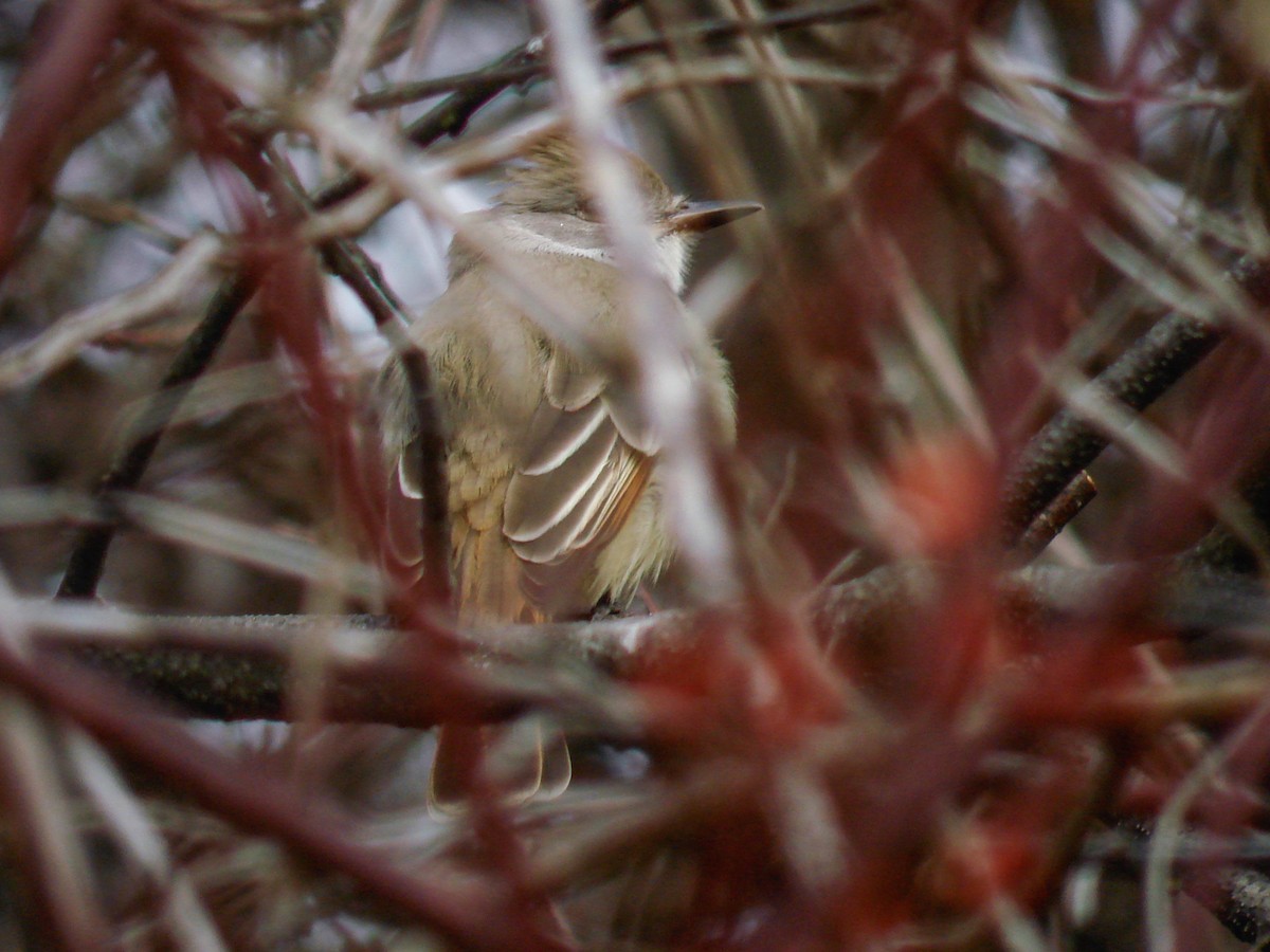 Ash-throated Flycatcher - ML642741411