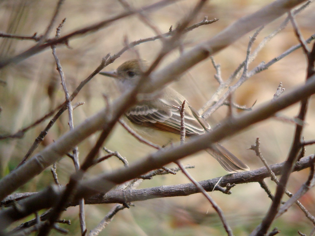 Ash-throated Flycatcher - ML642741412