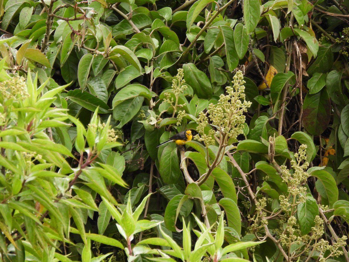 Golden-fronted Redstart - ML642741424
