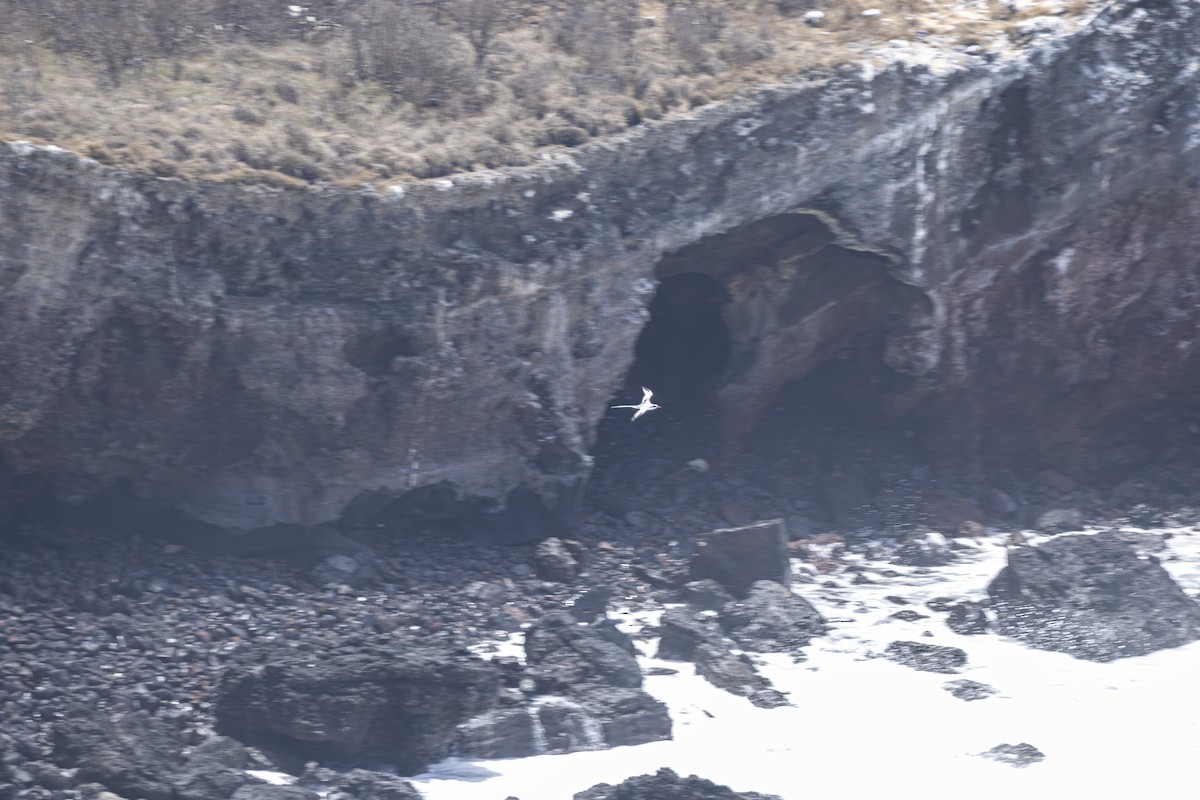 rødnebbtropikkfugl - ML642741432