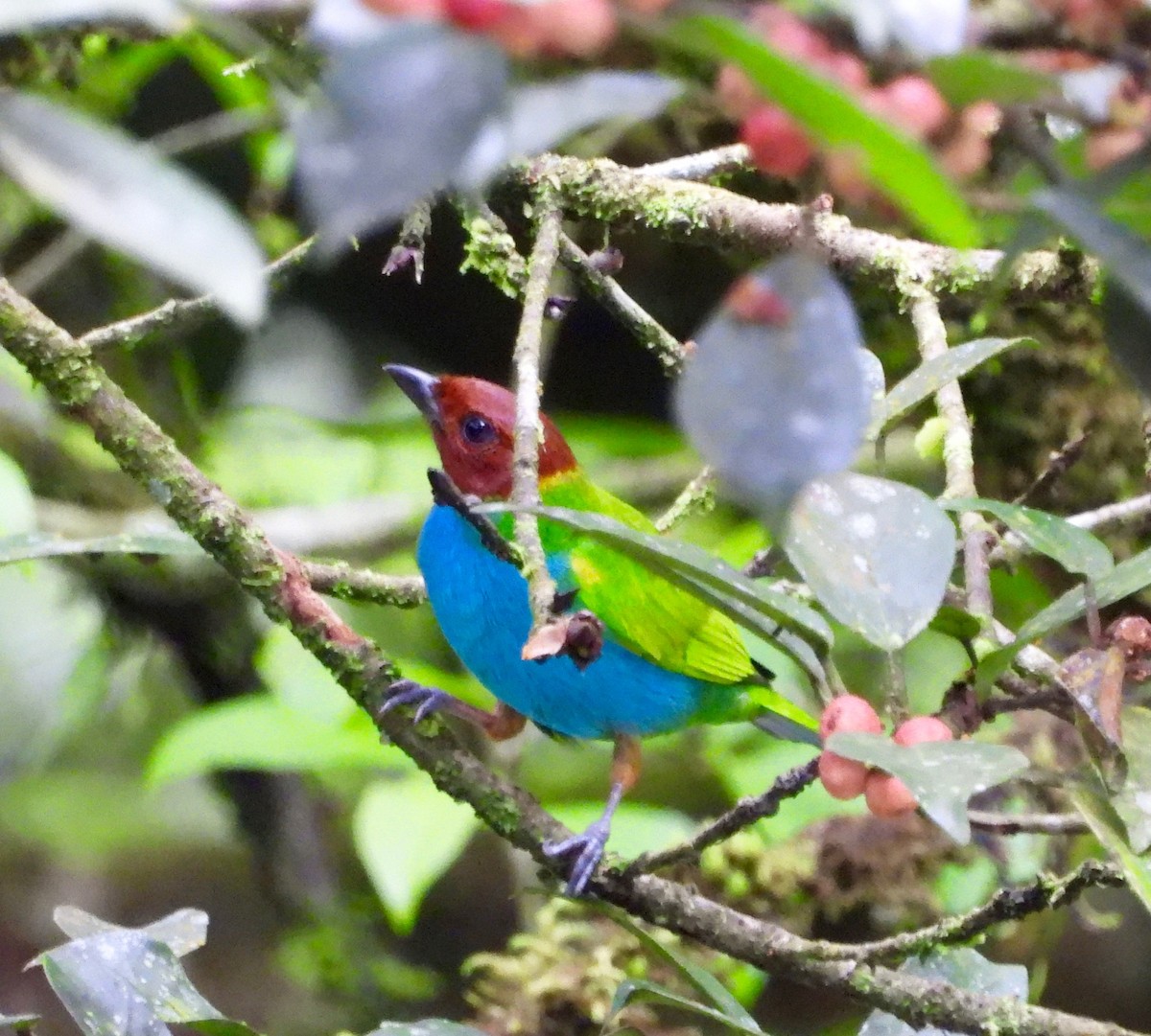 Bay-headed Tanager - ML642741440