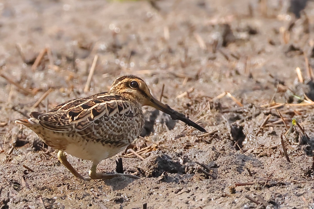 Latham's Snipe - ML642741452