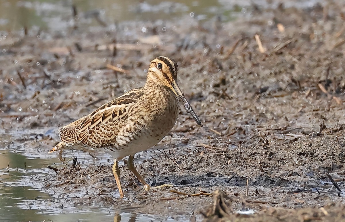 Latham's Snipe - ML642741453