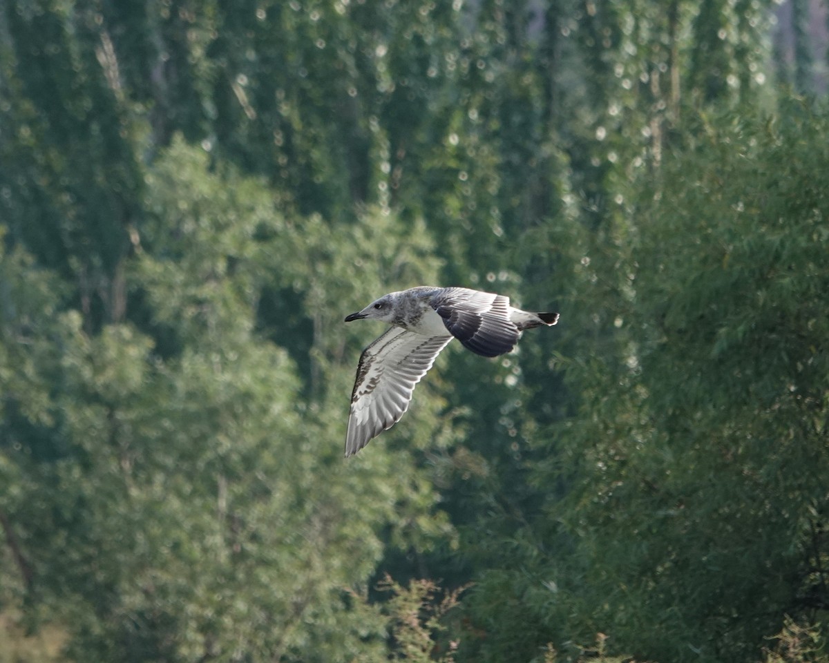 Pallas's Gull - ML642741454